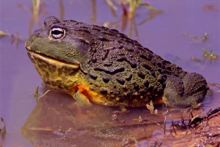 Harper, 34 — Escort in Froges, France