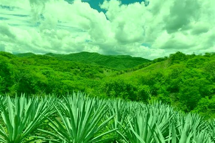 Harper, 35 — Escort in Santa Maria Zoquitlan, Mexico