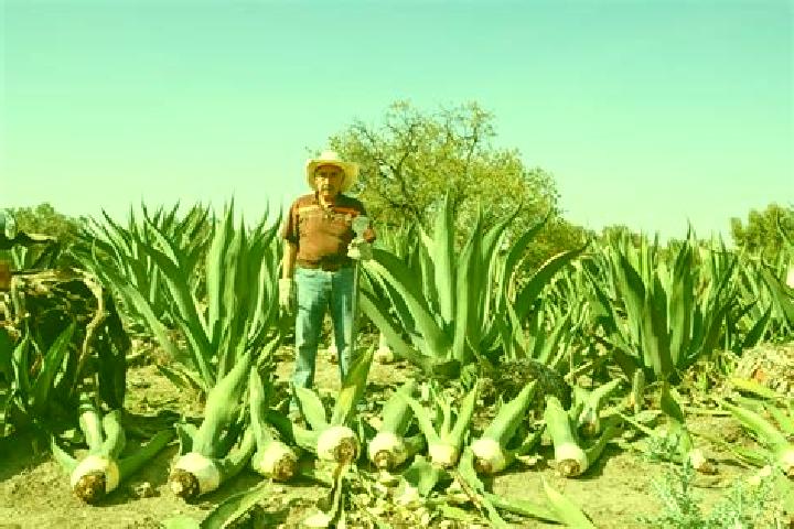 Harper, 36 — Escort in Los Magueyes, Mexico