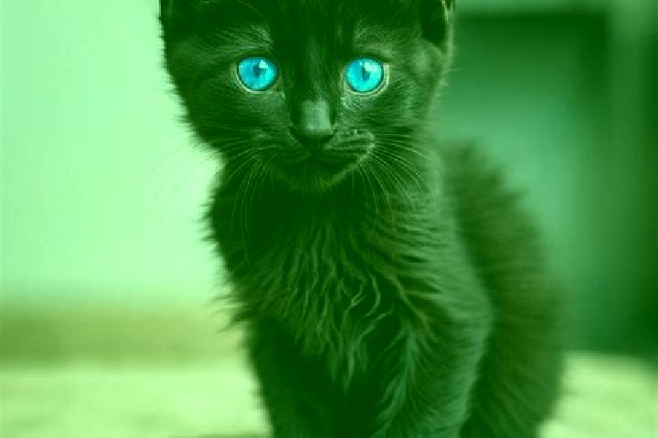 Harper, 38, a black blue-eyed mediterranean companion based in Cacaloxuchitl. Offering OWO, Domination, Massage, BDSM, 69. Available for incall and outcall, ...