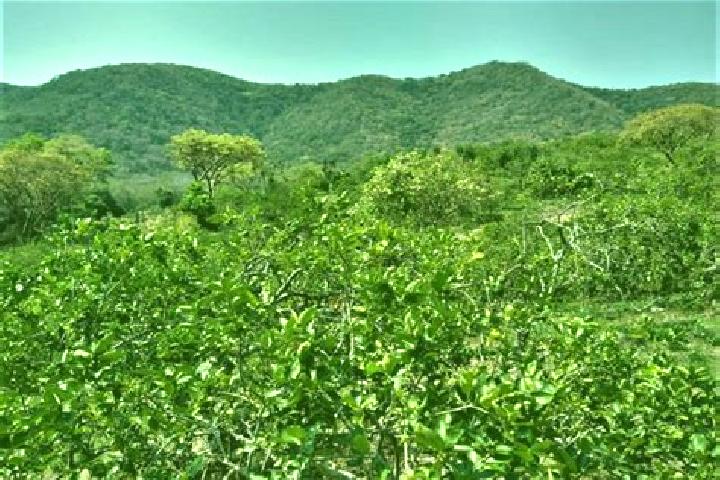 Harper, 38 — Escort in El Limonar, Mexico