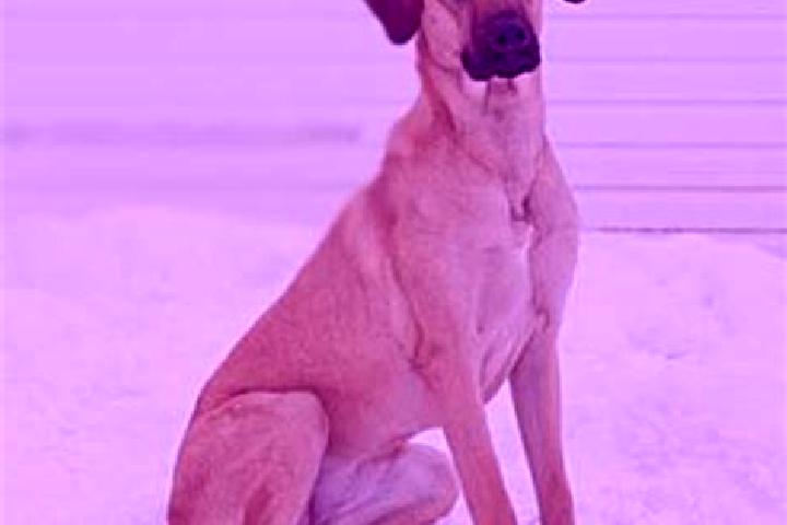 Hazel, 21, a blonde dark-eyed mixed companion based in Ogu. Offering A-Level, CIM, Overnight, Dinner Date. Available for incall and outcall, overnight bookin...