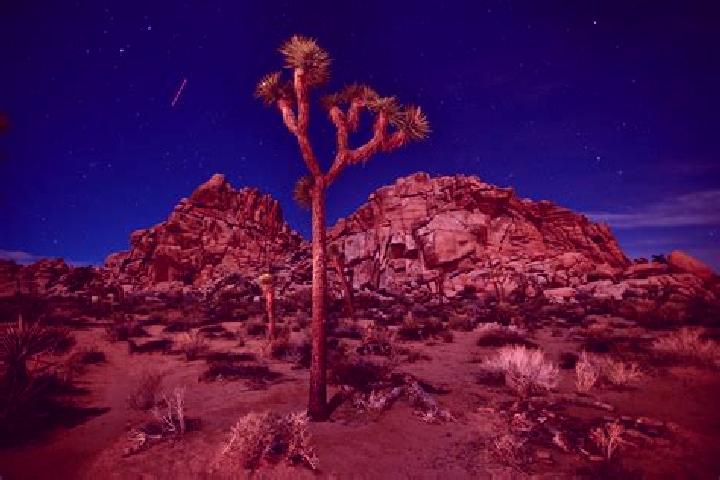 Hazel, 23 — Escort in Joshua Tree, United States