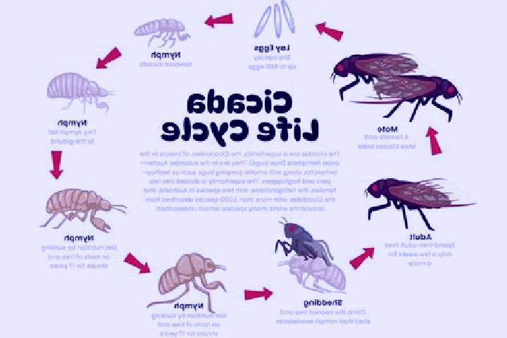 Hazel, 25 — Escort in Cicadas, Indonesia