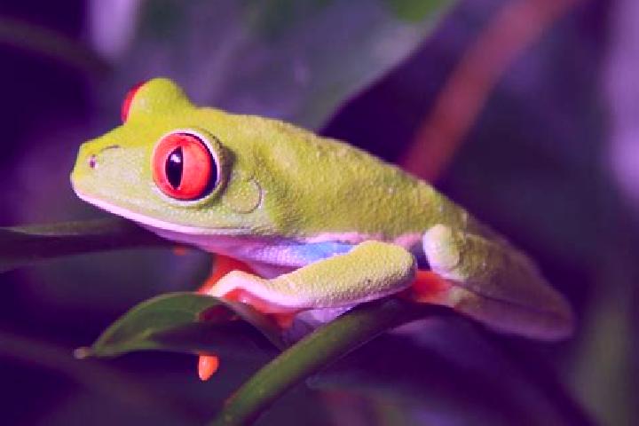Hazel, 26, a red green-eyed caribbean companion based in Kalaikunda. Offering OWO, Duos, GFE, Roleplay, BDSM. Available for incall and outcall, overnight boo...