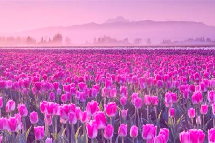 Hazel, 27 — Escort in Rolling Fields, United States