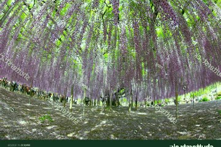 Hazel, 31 — Escort in Ashikaga, Japan