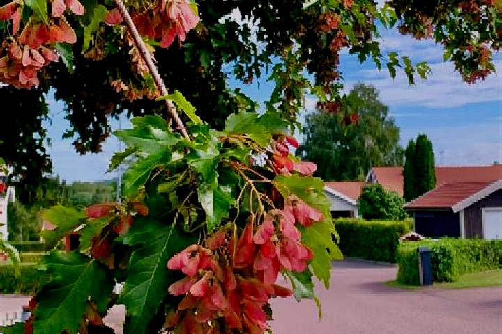 Hazel, 34 — Escort in Ornaes, Sweden