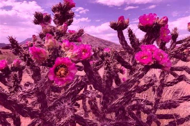 Hazel, 37 — Escort in San Gabriel Chilac, Mexico