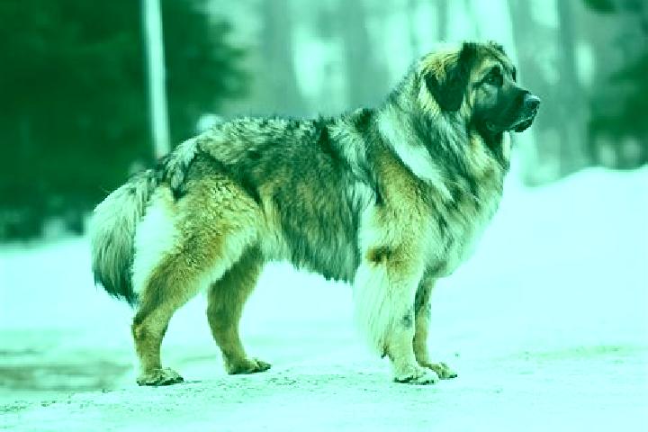 Hazel, 38, a black brown-eyed caucasian companion based in Santandrei. Offering Travel Companion, OWO, A-Level, Striptease. Available for incall and outcall,...