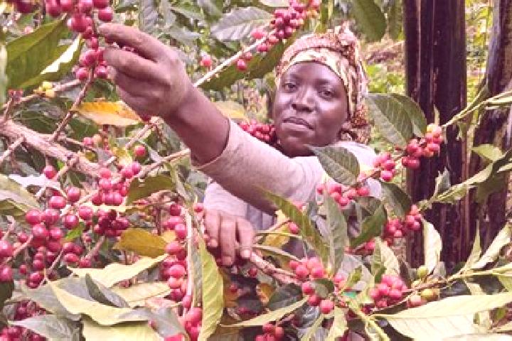 Hazel, 39 — Escort in Kyegegwa, Uganda