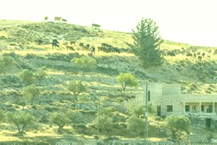 Iris, 20 — Escort in At-Taybeh, Jordan
