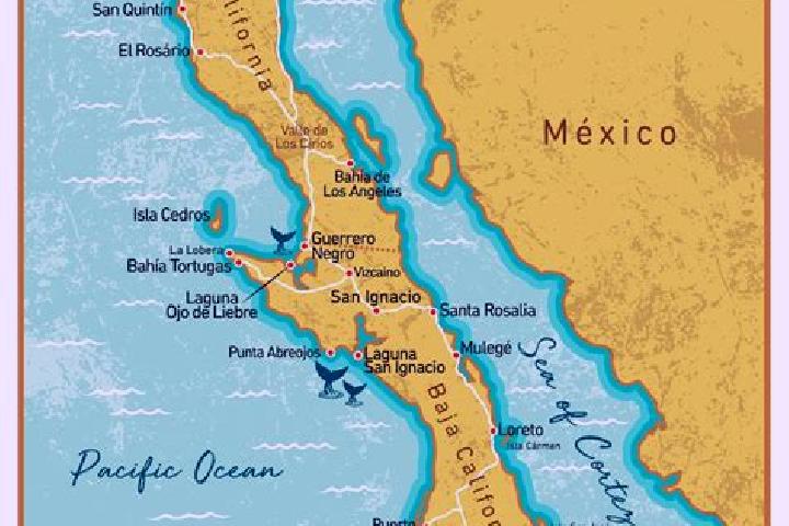 Iris, 21 — Escort in Ricardo Mazon Guerrero (Colonia Baja California el Polvorin), Mexico