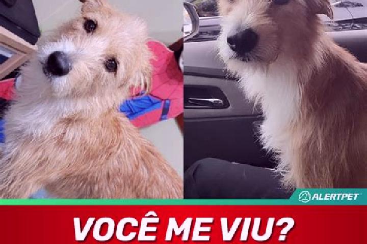 Iris, 22 — Escort in Vicente Pires, Brazil