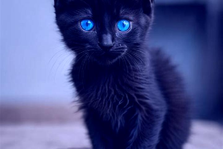 Iris, 24, a black blue-eyed mediterranean companion based in Xiaohekou. Offering CIM, Domination, Overnight, Duos. Available for incall and outcall, day and ...