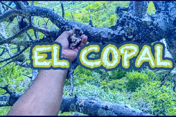 Iris, 24 — Escort in El Copal, Mexico