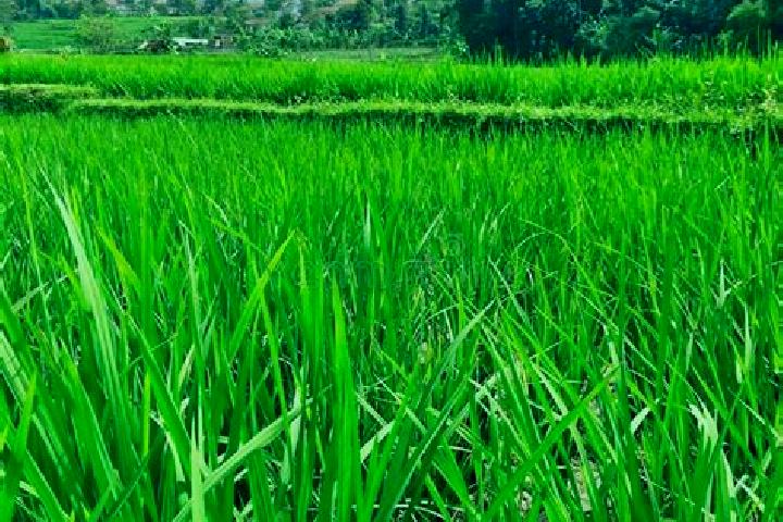 Iris, 28 — Escort in Arjasari, Indonesia