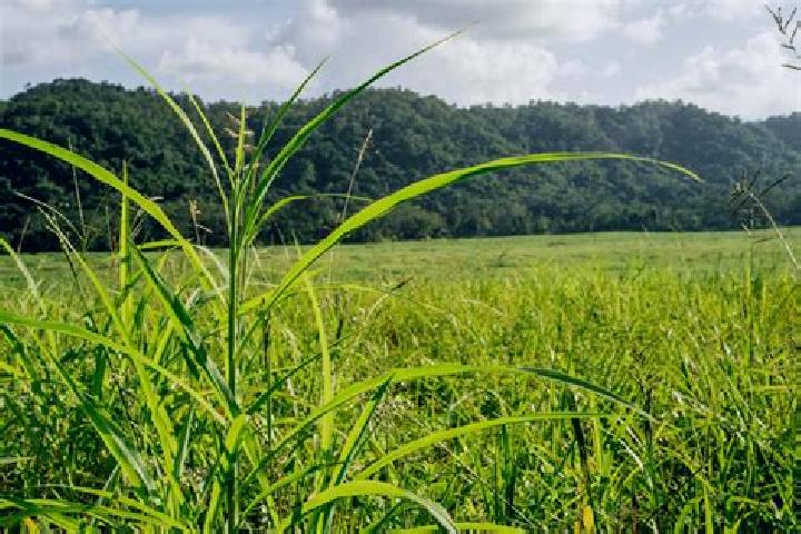 Iris, 28 — Escort in Silk Grass, Belize