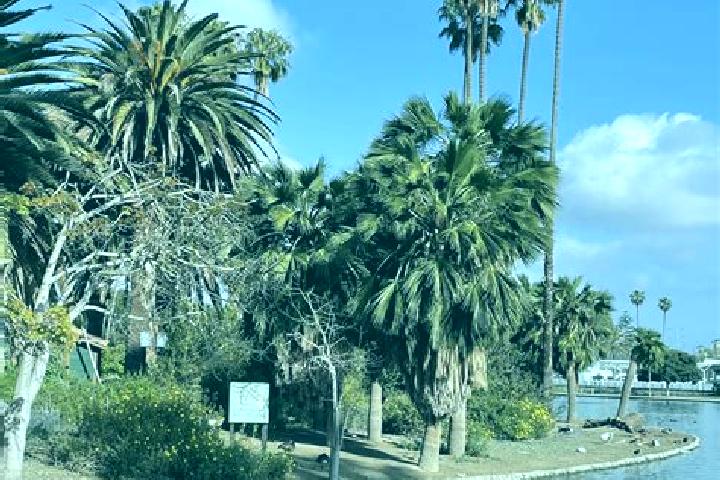 Iris, 30 — Escort in Alondra Park, United States
