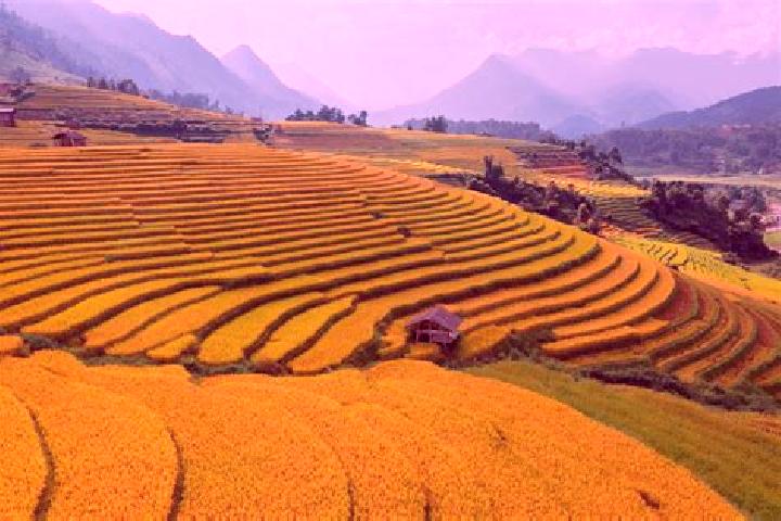 Iris, 30 — Escort in Sa Pa, Vietnam