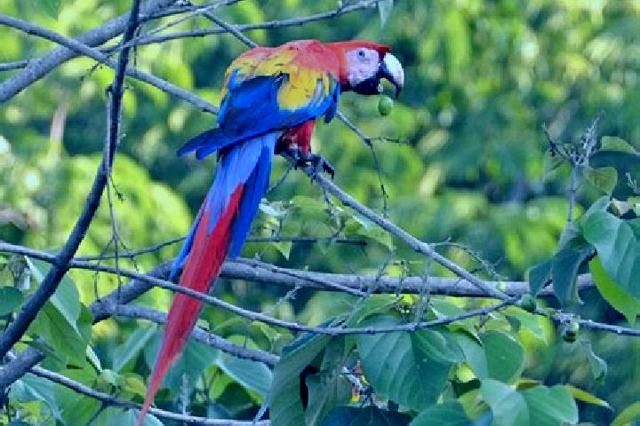 Iris, 31 — Escort in El Guacamayo, Colombia