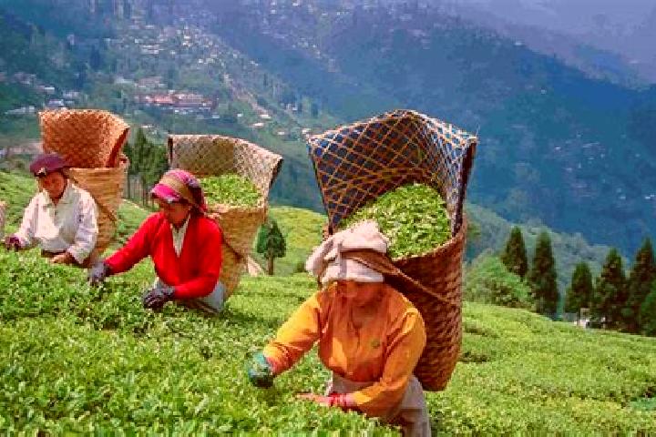 Iris, 34 — Escort in Tasti Tea Garden, India
