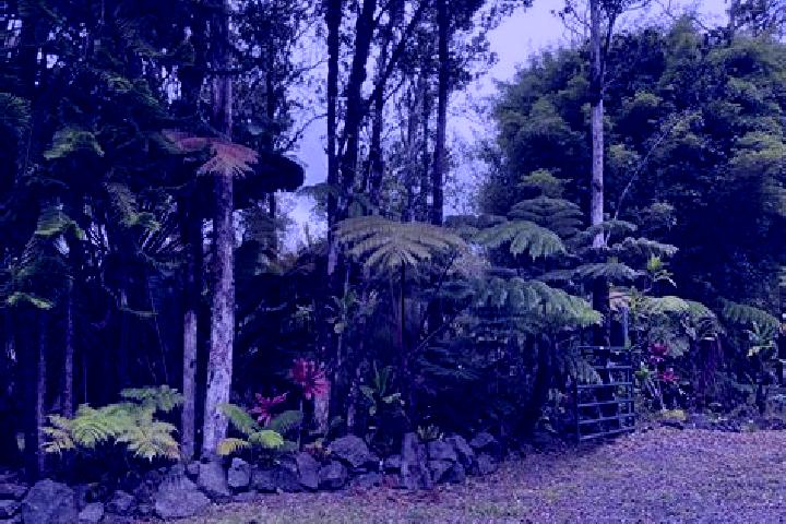 Iris, 36 — Escort in Fern Forest, United States