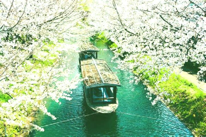 Iris, 39 — Escort in Fukagawa, Japan
