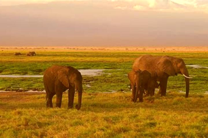 Isabella, 26 — Escort in Karatina, Kenya