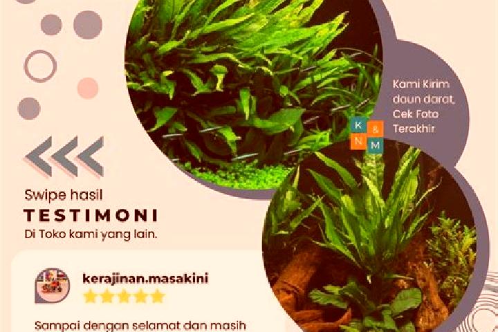 Isabella, 32 — Escort in Kadaka, Indonesia