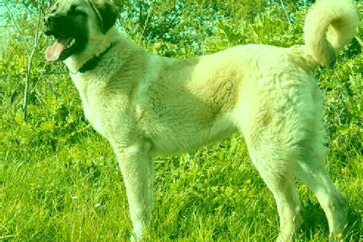 Isabella, 32 — Escort in Kangal, Turkey