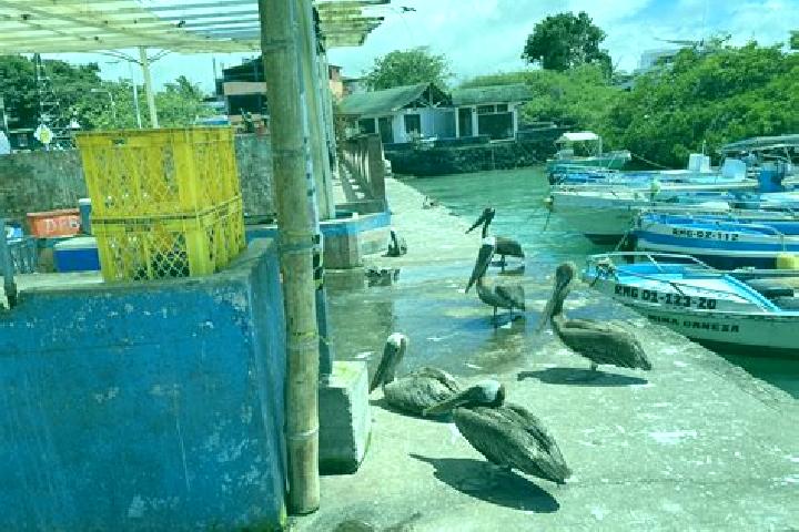 Isabella, 32 — Escort in Puerto Ayora, Ecuador