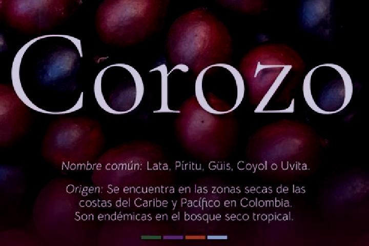 Ivy, 21 — Escort in El Corozo, Venezuela