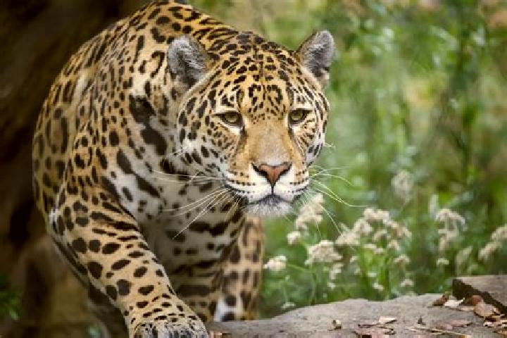 Ivy, 24 — Escort in La Tigra, Argentina