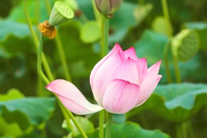 Ivy, 24 — Escort in Wufu, China