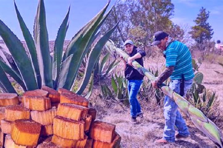 Ivy, 25 — Escort in El Maguey, Mexico