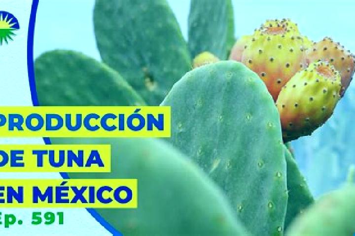 Ivy, 28 — Escort in Tuna Mansa, Mexico
