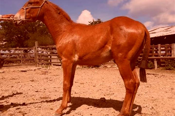 Ivy, 31 — Escort in Magozal, Mexico