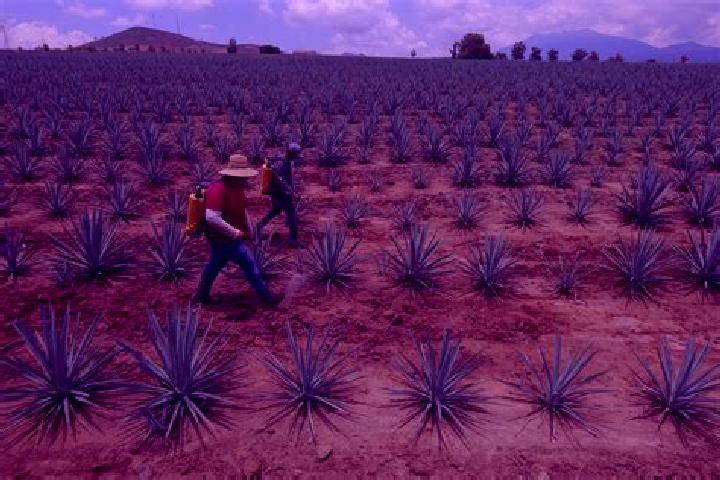 Ivy, 34 — Escort in Ayapango, Mexico