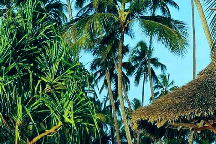 Ivy, 36 — Escort in Katumba, Tanzania