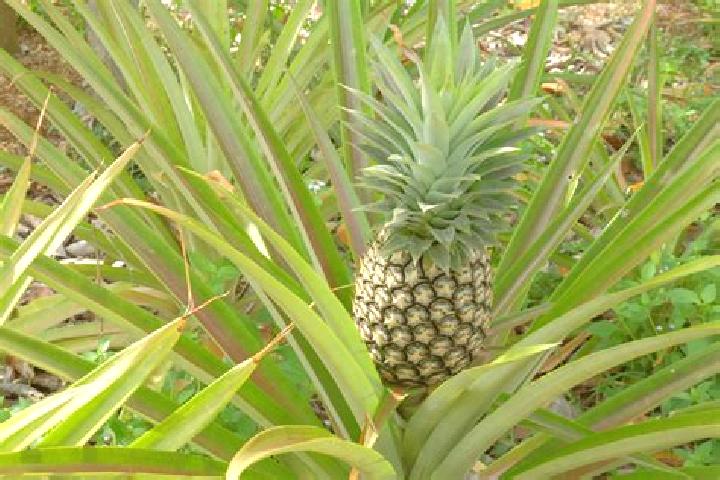 Jade, 23 — Escort in Ananas, Brazil