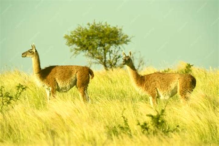 Jade, 23 — Escort in Pampa de los Guanacos, Argentina