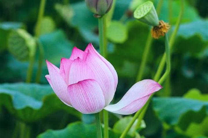 Jade, 23 — Escort in Wufu, China