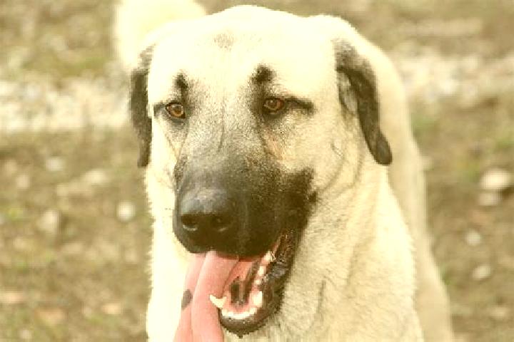 Jade, 26 — Escort in Kangal, Turkey