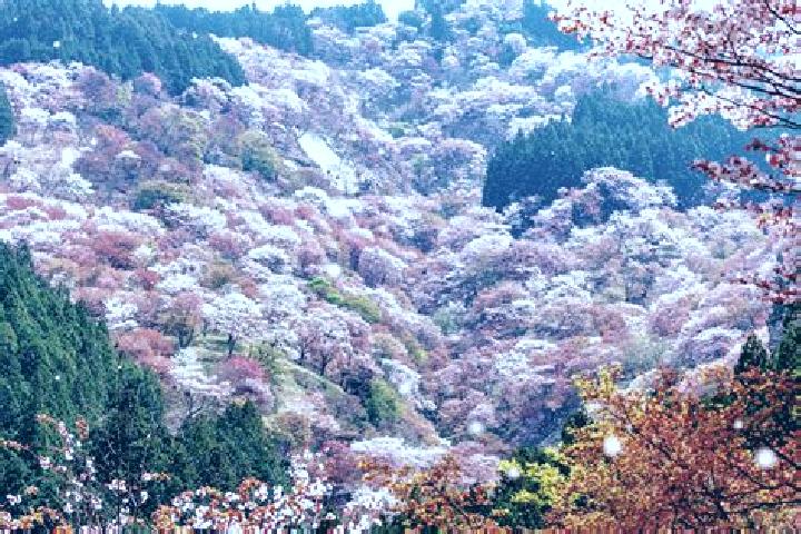 Jade, 27 — Escort in Kita, Japan
