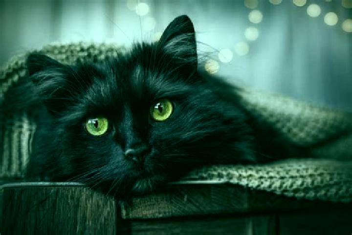 Jade, 28, a black grey-eyed mixed companion based in Cowen. Offering Overnight, Striptease, Deep French Kissing. Available for incall and outcall, overnight ...