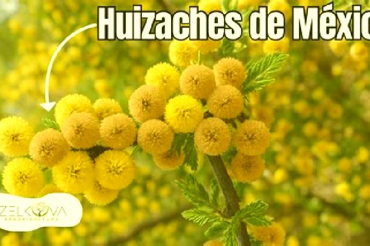 Jade, 29 — Escort in El Huizache, Mexico