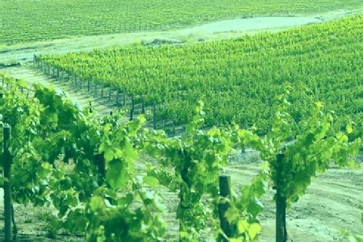 Jade, 32 — Escort in Vineyard, Australia