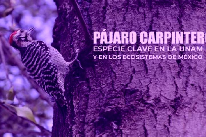 Jade, 33 — Escort in Carpinteros, Mexico
