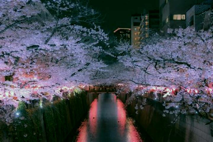 Jade, 36 — Escort in Meguro, Japan